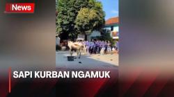 Sapi Kurban Ngamuk, Masuk Teras Masjid hingga Nyaris Seruduk Warga