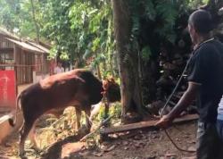 Sapi Kurban Mengamuk saat Hendak Disembelih di Bandarlampung, 2 Warga Luka-Luka<