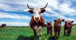 35 Ucapan Hari Raya Idul Adha 2024 yang Bisa Dibagikan di Media Sosial 