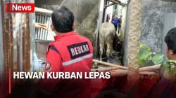 Warga Panik, Sapi Kurban Lepas dan Terjepit di Sela-Sela Rumah