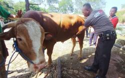 5 Larangan Bagi Orang Berkurban, agar Ibadah Sah dan Sempurna