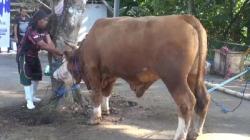 Simponi Partai Perindo Subang Kurban Sapi 1 Ton, AA Oni Suwarman: Ajang Silaturahmi<