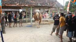 Sapi Kurban Jokowi Ngamuk saat Hendak Disembelih di Kampung Halaman Pratama Arhan