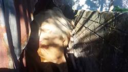 Ngamuk saat Disembelih, Sapi Kurban di Solok Kabur ke Dapur Rumah Warga