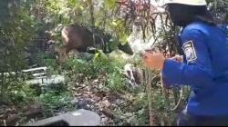 Sapi Kurban Ngamuk saat Hendak Disembelih di Babakan Tarogong Bandung, Warga Panik<