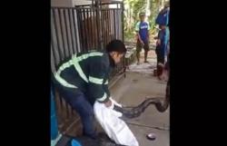 Makan Ternak Warga, Ular Piton Sepanjang 3 Meter Ditangkap di Magelang