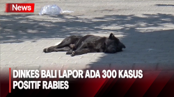 Dinkes Bali Laporkan 300 Kasus Positif Rabies, 4 Korban Meninggal Dunia 