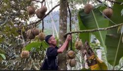  Sensasi Petik Durian Lokal di Pesangkalan Banjarnegara, Rasanya Manis Mentega dan Legit 