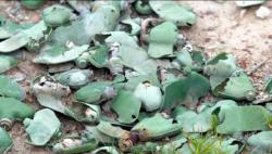 Ternyata Ukraina Juga Pakai Ranjau Darat Terlarang untuk Lawan Pasukan Rusia