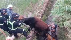 2 Sapi Kurban Ngamuk dan Kabur di Kuningan, Warga Nyaris Diseruduk<