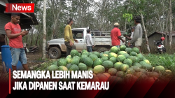 Petani di Banyuasin Sukses Panen Semangka, Didukung Musim Kemarau