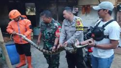 Ular Sanca Hebohkan Warga Gunungguruh Sukabumi, Mangsa 5 Ekor Ternak<