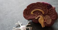 Perubahan Iklim Bikin Otak Manusia Menyusut, Begini Penjelasannya