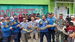 Ular Sanca 3,5 Meter Hebohkan Warga Cisaat Sukabumi, Dievakuasi di Dalam Sumur<