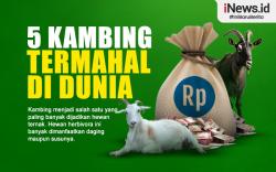 Infografis 5 Kambing Termahal di Dunia