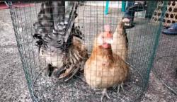 Uniknya Kontes Ayam Kate di Banjarnegara, Ada yang Lucu, Cantik hingga Bersuara Keras