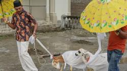 Potret Unik Hewan Kurban di Aceh Diselimuti Kain Kafan Sebelum Disembelih