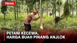 Harga Buah Anjlok, Petani di Muarojambi 