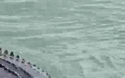 Geger Buaya Berkeliaran di Kilang Balikpapan, BKSDA Lakukan Pemantauan<