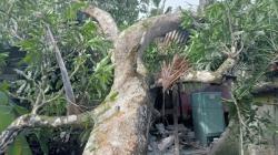 Pohon Mangga di Aceh Barat Tumbang Timpa Rumah Warga, Tak Ada Korban Jiwa