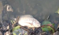 Ribuan Ikan di Situ Rawa Arum Cilegon Mati Membusuk Diduga Tercemar Zat Berbahaya