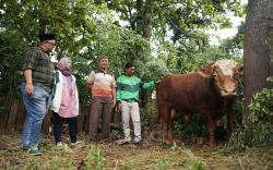 Grab Indonesia Sumbang Sapi Seberat 1 Ton dan Ratusan Kambing