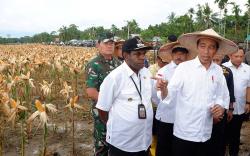 Presiden Jokowi Pakai Topi Petani Panen Jagung di Papua