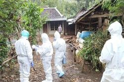 Ngeri, Ternyata Ada 9 Ternak Terpapar Antrak yang Dibrandu Warga Gunungkidul