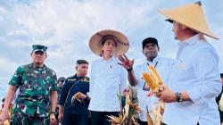 Jokowi Tinjau Food Estate di Keerom, Hasil Panen Jagung Dievaluasi Mentan<