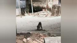 Monyet Liar Teror Kampung di Bangkalan, 3 Warga Divaksin Antirabies karena Digigit