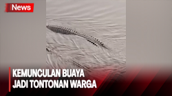 Heboh! Dua Ekor Buaya Muncul Dipermukaan Sungai Jadi Tontonan Warga di Jambi 