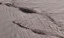 Heboh 2 Buaya Berjemur di Bawah Jembatan, Warga Tanjab Timur Diminta Hati-Hati