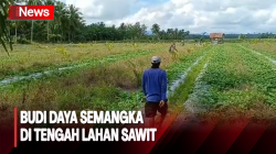 Budi Daya Semangka di Tengah Lahan Sawit, Petani di Mamuju Untung
