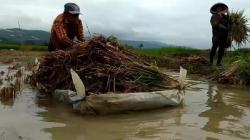 Puluhan Hektare Sawah Terendam Banjir, Petani Pangandaran Terpaksa Panen Dini<