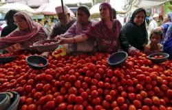 Meroket 445 Persen, Harga Tomat di India Lebih Mahal dari Bensin
