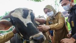 Cegah Penularan Antraks, 1.850 Hewan Ternak di Purwakarta Divaksin