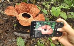 Indahnya Bunga Raksasa Rafflesia Arnoldii Mekar Sempurna