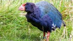 10 Hewan yang Ternyata Bangkit dari Kepunahan, Nomor 5 Telah Hidup Sejak Zaman Dinosaurus