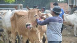 4 Pasar Hewan di Purwakarta Mendadak Ditutup, Ada Apa?