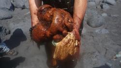 Muntahan Ikan Paus Bernilai Rp8,3 Miliar Ditemukan di Pinggir Pantai, Bisa Bikin Kaya Mendadak