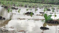 4.245 Hektare Tanaman Tembakau di Lombok Timur Terendam usai Hujan Deras