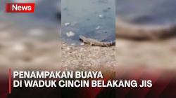Geger Kemunculan Buaya di Waduk Cincin, Warga di Sekitar JIS Khawatir
