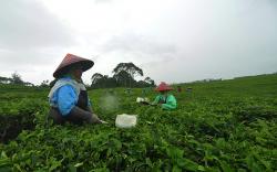 Produksi Teh Dalam Negeri Turun 3 Terakhir