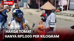 Petani Bagikan Tomat Gratis untuk Warga di Sikka, Harga Anjlok Gila-gilaan