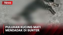 Puluhan Kucing Mati Misterius di Sunter, Diawali Gejala Kejang-Kejang