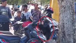 Palopo Geger Monyet Berkeliaran di Pusat Kota, Gigit Tukang Ojek hingga Rampas Makanan<