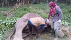 Tragis, Gajah Mati Diduga Diracun, BKSDA Temukan Gula Merah sebagai Umpan