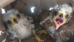 Pria di Surabaya Ditangkap saat Bawa 6 Ekor Elang, Diduga Hendak Dijual <