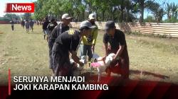 Beginilah Keseruan Anak-Anak di Probolinggo Menjadi Joki Karapan Kambing