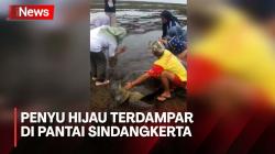 Penyu Hijau Langka Ditemukan Emak-Emak Terdampar di Pantai Sindangkerta